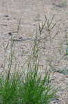 Bahia grass